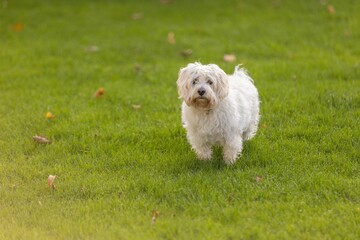 small white dog standing on top of a lush green field