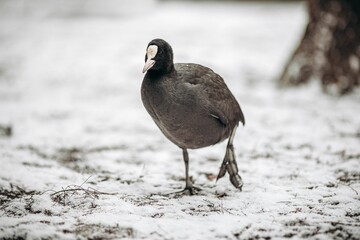 Eurasian Coot (Fulica atra) looking at the camera in a snowy field
