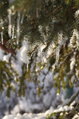 spruce twigs covered with snow and icicles hanging from them