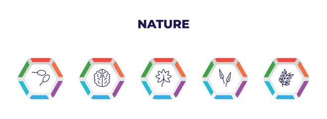 editable outline icons with infographic template. infographic for nature concept. included fertilize clinic, human brian, liquidambar leaf, subulate, bilberry leaf icons.