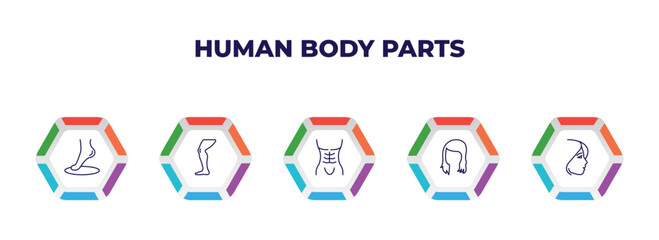 editable outline icons with infographic template. infographic for human body parts concept. included foot side view, men leg, human abdomen, woman dark long hair, face of a woman icons.