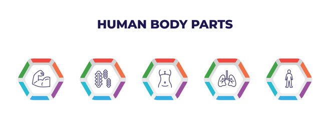 editable outline icons with infographic template. infographic for human body parts concept. included muscular arm, three bacteria, female hips and waist, human lungs, standing human body icons.