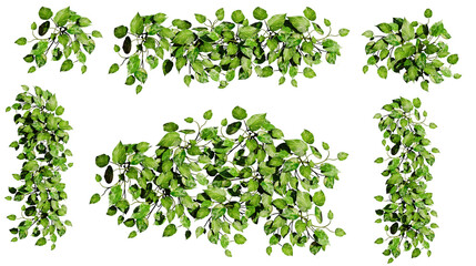 Devil's ivy, collection of beautiful climbing plants, isolated on transparent background © dottedyeti