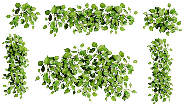 Devil's ivy, collection of beautiful climbing plants, isolated on transparent background
