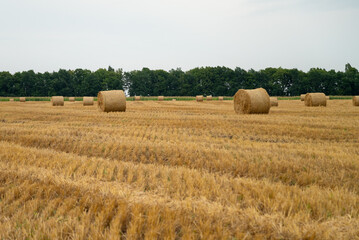 rolled hay rolls on mown field summer harvest season