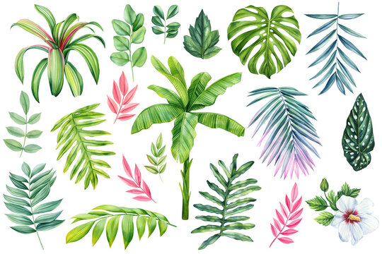 Set colored Palm leaf on isolated background. Green and pink tropical floral elements. Hand drawn watercolor painting.