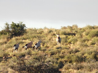 Road Trip Karoo Nat Park 