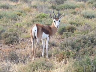 Road Trip Karoo Nat Park 