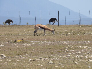 Road Trip Karoo Nat Park 
