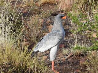 Road Trip Karoo Nat Park 