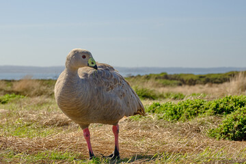 Cape Baron Goose, Their ability to drink salt or brackish water allows numbers of geese to remain on offshore islands all year round