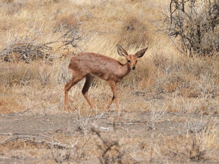 Road Trip Karoo Nat Park 