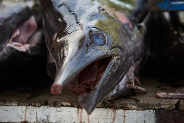 Close-up of Giant Marlin, swordfish at Seafood market