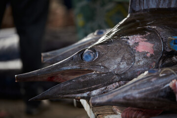 Close-up of Giant Marlin, swordfish at Seafood market