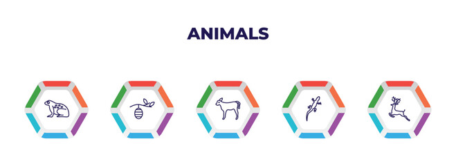 editable outline icons with infographic template. infographic for animals concept. included tropical frop, cocoon, calf, gecko, roe icons.