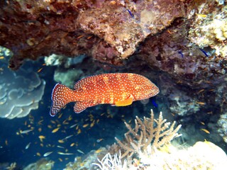 Naklejka na ściany i meble colorful grouper fish