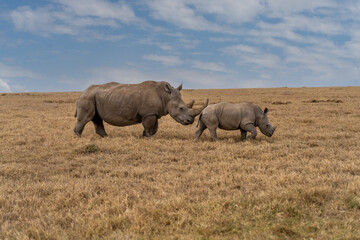 Fototapeta premium White Rhinoceros, Lake Nakuru National Park, Kenya, Ceratotherium simum