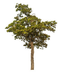tree isolated on transparent background with clipping path, single tree with clipping path and alpha channel.
