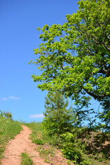 Fototapeta premium A dirt clay path leads to the top of the hill with a tree and blue sky, copy space 