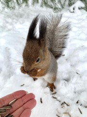 A gray squirrel with a red and white belly stands in the snow on its hind legs and eats sunflower seeds in a park on Elagin Island in St. Petersburg in early spring.