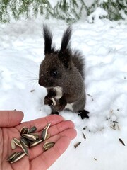 A fluffy gray squirrel with  white belly stands in the snow on its hind legs and eats sunflower seeds and nuts right from the hand in a park on Elagin Island in St. Petersburg in early spring.