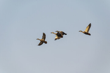 wild ducks are flying in the air