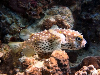 red sea balloon fish , close up