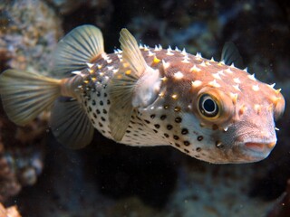 red sea balloon fish , close up