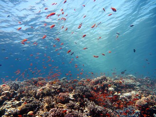 Naklejka na ściany i meble Red Sea fish and coral reef