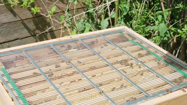 Beekeeper removes interstitial bars from the beehive. Slow Motion