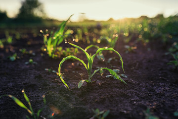 Close up seeding maize plant, Green young corn maize plants growing from the soil. Agricultural scene close-up