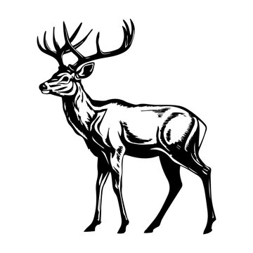 recommend clip art: Deer vector silhouette, deer logo, isolated on white background.