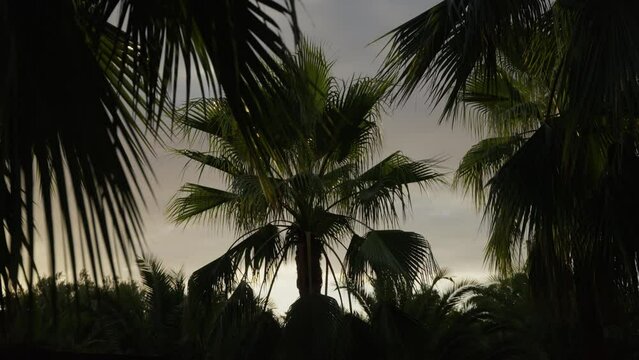 Oasis at dawn with a lot of palm trees