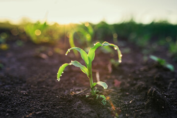 Maize seedling in the agricultural garden with sunset light, close-up