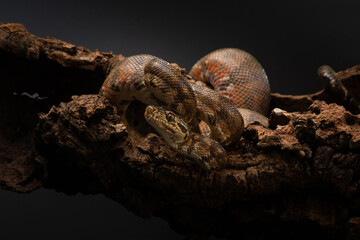 Amazon tree boa curled up in rings in piece of bark. Portrait of Corallus hortulana in the studio. Evil muzzle of a snake. High quality photo