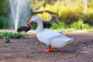 Closeup shot of a goose on the dirt place in national park