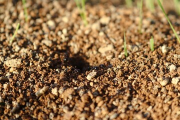 Macro closeup shot of ants entering an ant hole on a soil land on a sunny day