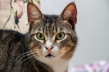 Tabby white colored cat standing on sofa.
 Cat with puzzled eyes.
Deaf cat.