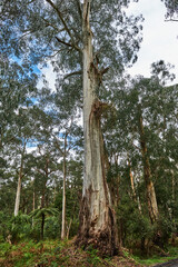 Fototapeta premium Cardinia Reservoir is an Australian man-made water supply saddle dam reservoir. The 287,000 ML water store is located in Emerald–Clematis–Dewhurst in south-eastern suburbs of Melbourne