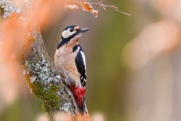 Autumn scene with a great spotted woodpecker. Dendrocopos major. A woodpecker climbs a tree trunk