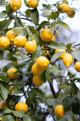 A lemon tree with many ripe lemons on it. 