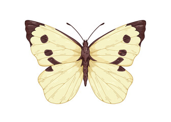 Cabbage butterfly, moth species drawn in retro style. Pieris brassicae, flying insect with antenna, wings. Realistic detailed vintage drawing. Vector graphic illustration isolated on white background