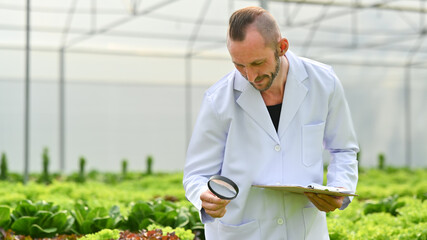 Caucasian male scientist examining the quality organic vegetable with magnifying glass in industrial hydroponic greenhouse