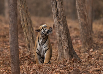 A tiger emerging from jungle at Tadoba Andhari Tiger Reserve, India