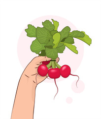 Radish. Radishes in hand. A vegetable in a human hand. Healthy food. Isolated vector illustration white background. Vegetable.