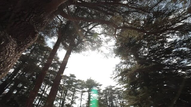 Low angle shot of trees in Cedars Of God Bsharri Nature preserve in Lebanon