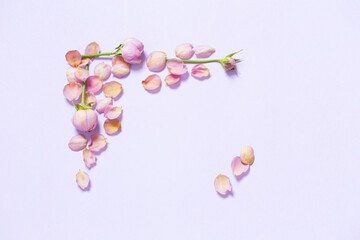 rose petals on purple  paper background