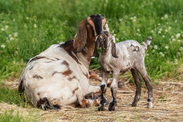 Anglo-Nubian goat with a baby. Farm animals.