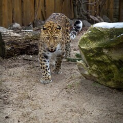 Far Eastern leopard. Amur pardus