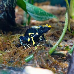 Poison dart frog